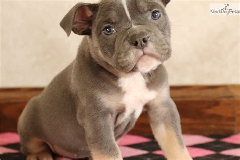 female olde english bulldogge.